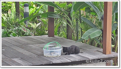 kura kura dan kucing kujie kura kura dan kucing kujie Geramnya........ Geramnya