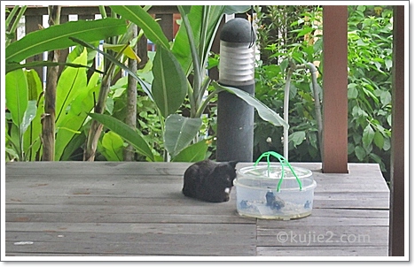 kura kura dan kucing kura kura dan kucing Geramnya........ Geramnya