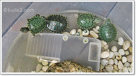 cara menjaga kura kura kecil