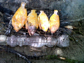 bakar ikan talapia bakar ikan talapia Satu Hari Seribu Kenangan