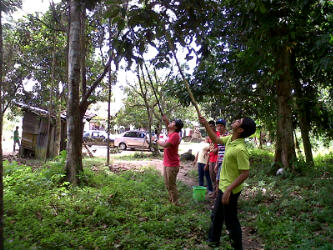kebun rambutan kebun rambutan Satu Hari Seribu Kenangan
