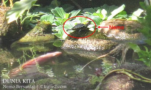 nemo nemo Nemo Beraksi Mat Rempit Kaki Superman