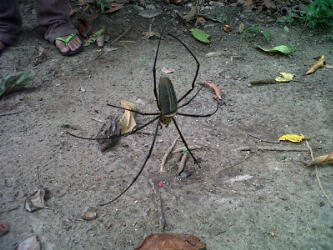 spider spider Satu Hari Seribu Kenangan