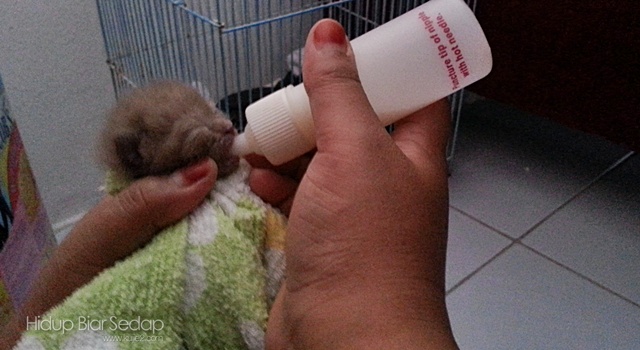 cara menyusu anak kucing baru lahir