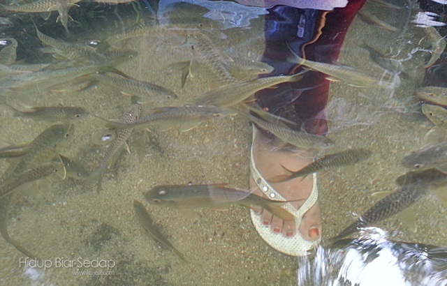 ikan kelah santuari sungai chiling