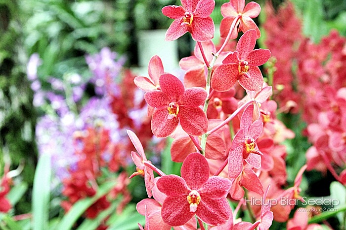 bunga orkid cantik