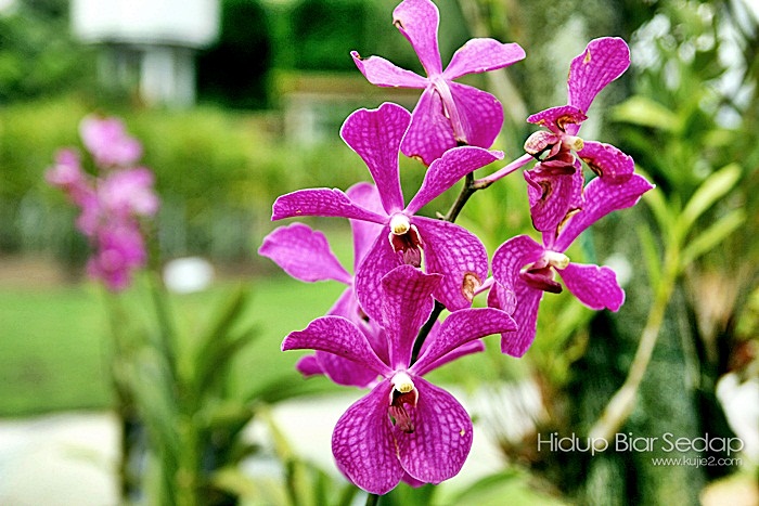 bunga orkid malaysia