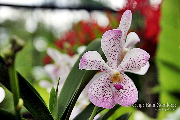 jenis orkid