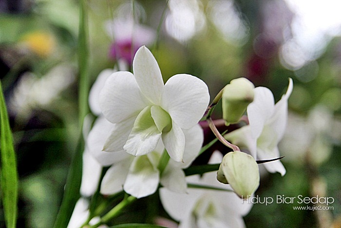 orkid putih