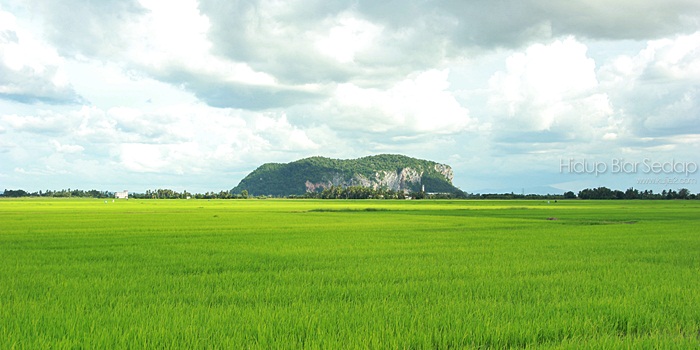 pemandangan sawah padi