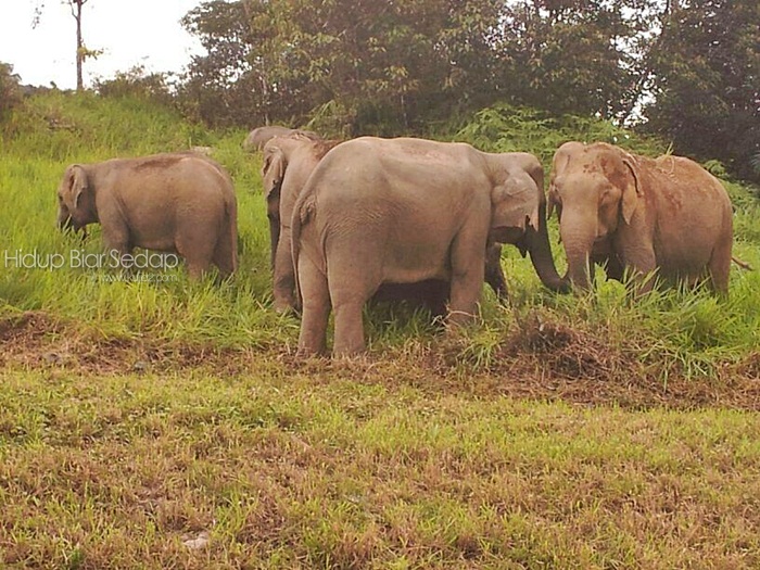 gambar gajah liar di malaysia
