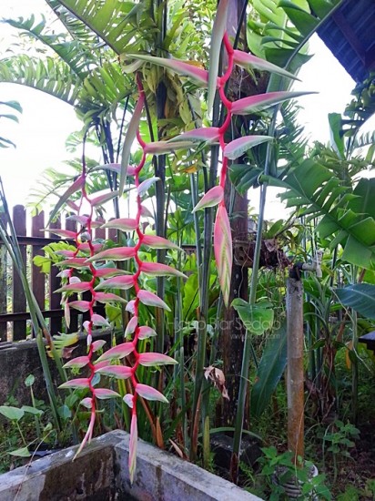 Heliconia chartacea Sexy Pink Lady