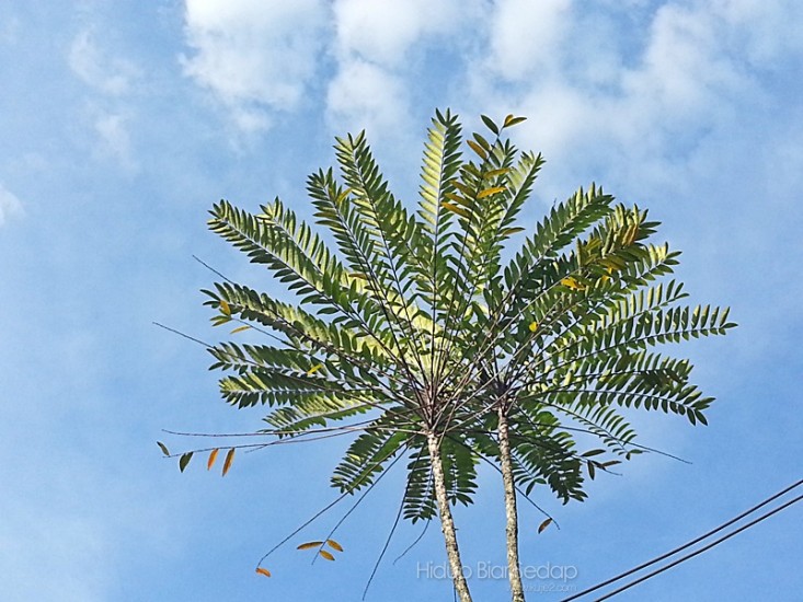 Pokok Tongkat Ali