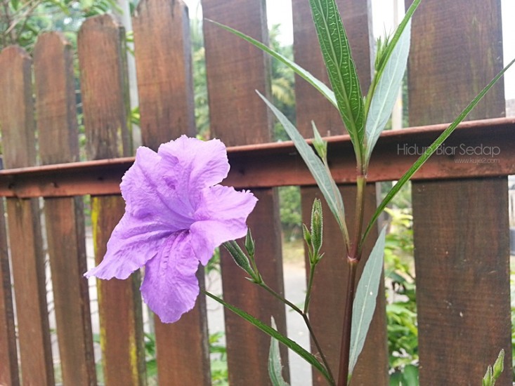 bunga purple mexico shower