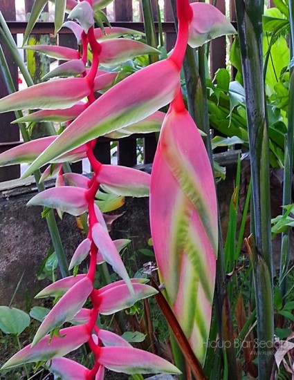 heliconia sexy pink lady