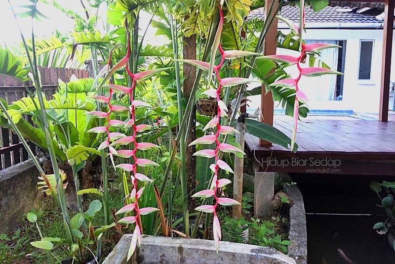 sexy pink lady helicornia