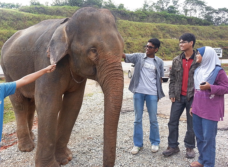 gajah liar malaysia