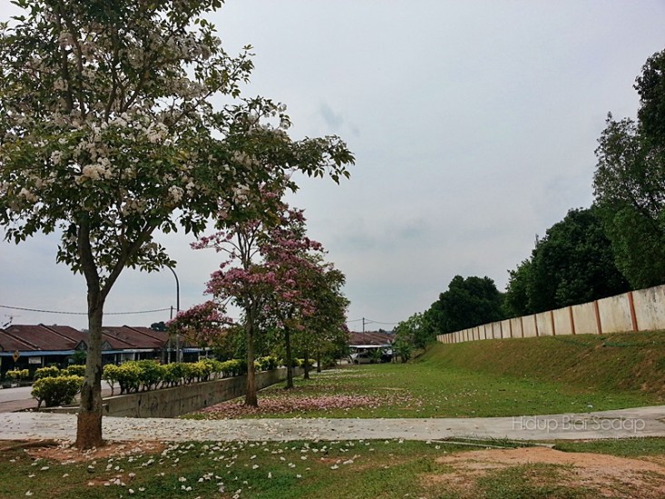 musim bunga sakura di malaysia