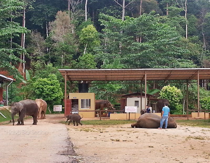 santuari gajah sungai ketiar