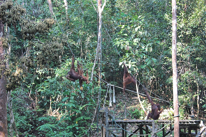 Semenggoh Wildlife Centre Sarawak