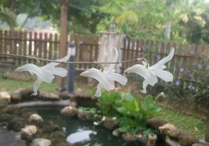 bunga orked merpati putih