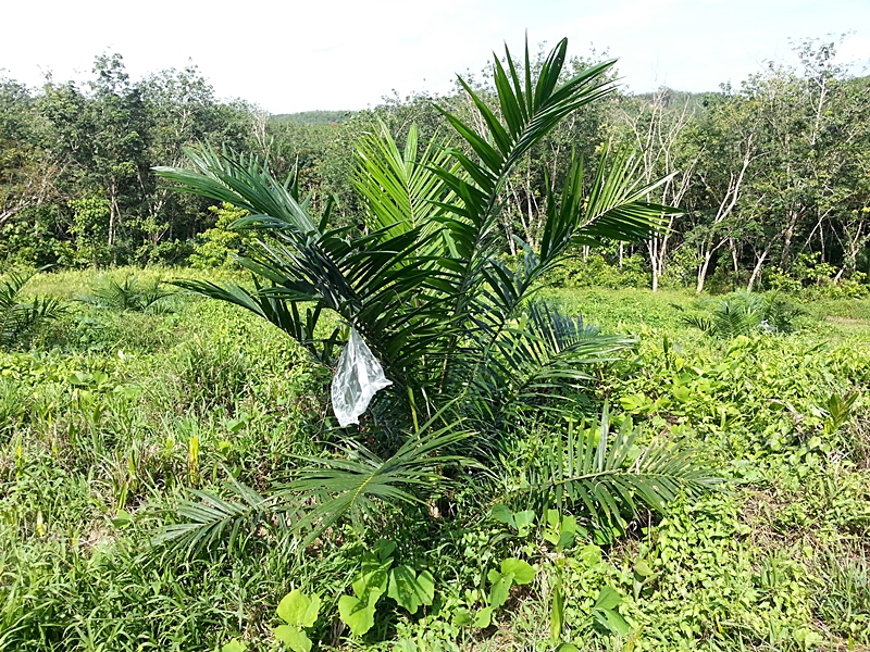 pokok kelapa sawit