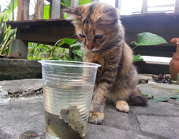 kucing tengok ikan