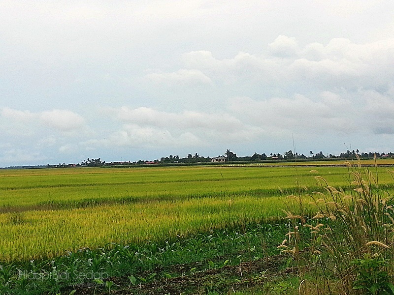 penanaman padi di Tanjong Karang