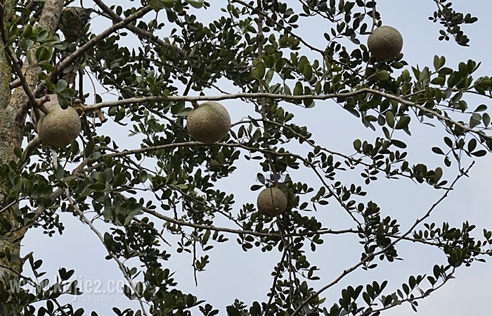 buah kawis atas pokok