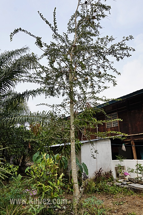 pokok belingai