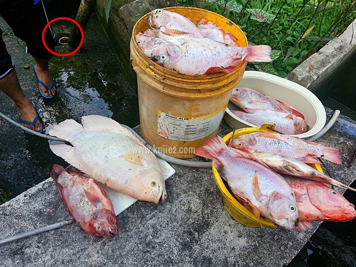 ikan talapia merah malaysia