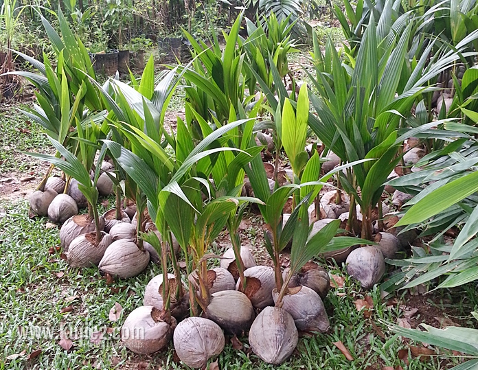 benih kelapa matag
