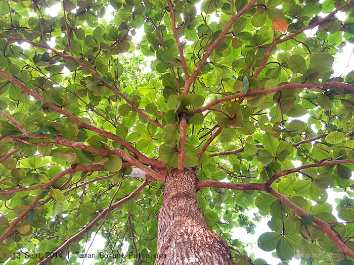 pokok ketapang taman botani putrajaya
