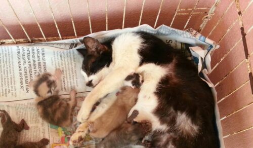 anak kucing yang pernah dihantar ke Omiey Home ( Yīn & Yáng  )